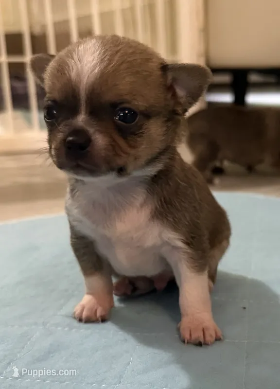Akc Sable Smoothcoat – Chihuahua puppy for sale in Meadville, PA