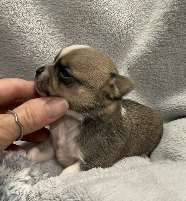 Akc Sable Smoothcoat – Chihuahua puppy for sale in Meadville, PA