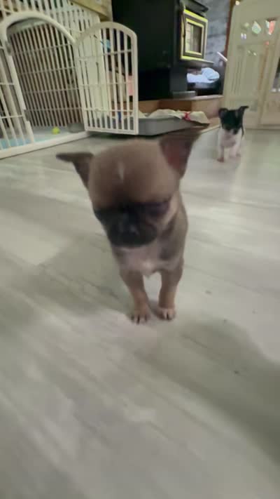 Akc 4lb, a male Chihuahua for sale in Meadville, PA – 4 of 4