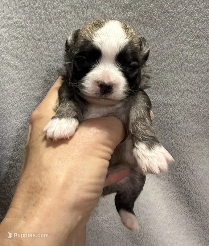 Red fawn Longcoat – Chihuahua puppy for sale in Meadville, PA