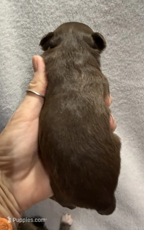 Chocolate longcoat – Chihuahua puppy for sale in Meadville, PA