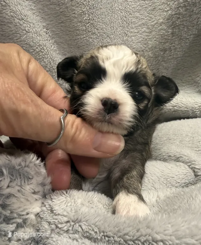 Red fawn Longcoat – Chihuahua puppy for sale in Meadville, PA