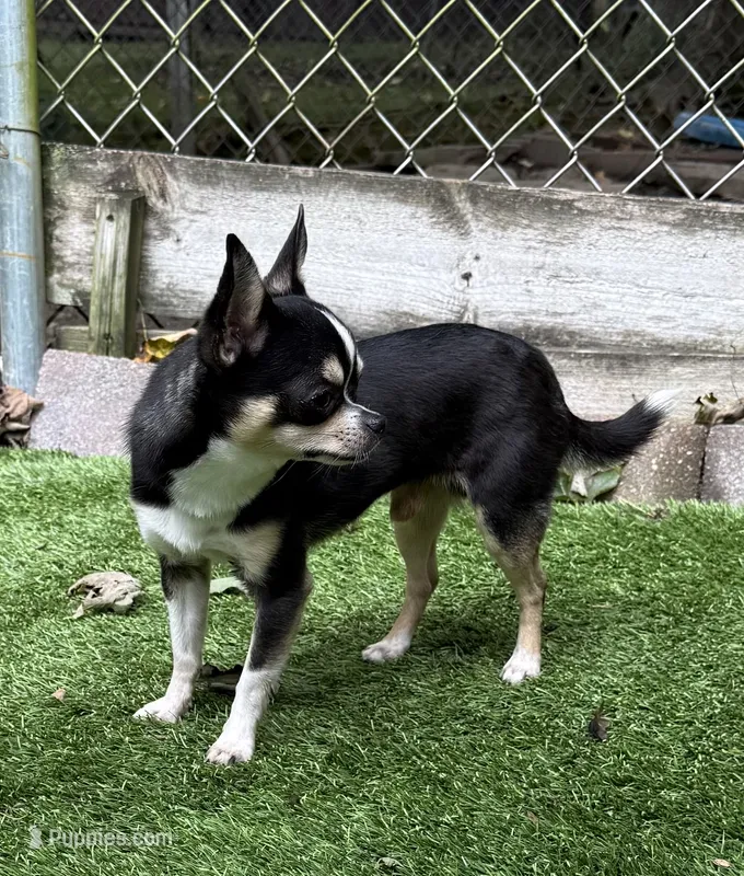 Marco AKC Stud – Chihuahua puppy for sale in Meadville, PA