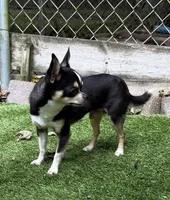 Marco AKC Stud, a male Chihuahua for sale in Meadville, PA – 5 of 7