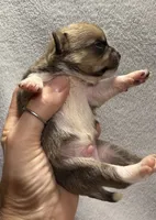 Akc Sable Smoothcoat, a male Chihuahua for sale in Meadville, PA – 3 of 4