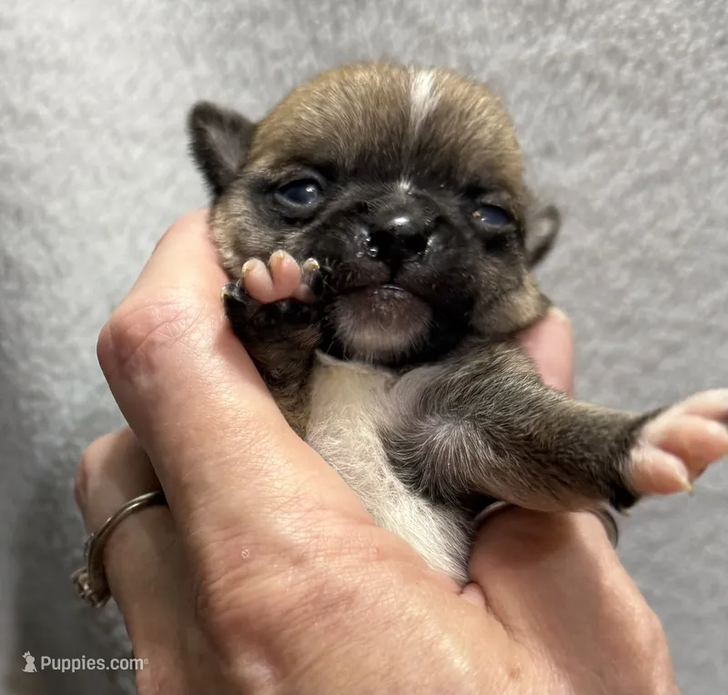 Akc fawn smoothcoat – Chihuahua puppy for sale in Meadville, PA