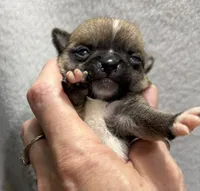 Akc fawn smoothcoat, a male Chihuahua for sale in Meadville, PA – 1 of 6