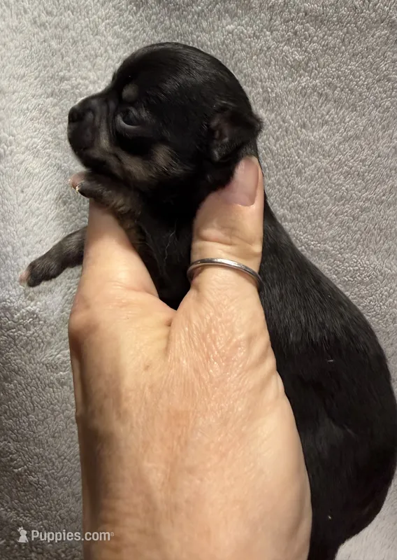 AKC Black Smoothcoat, a male Chihuahua for sale in Meadville, PA – 1 of 5