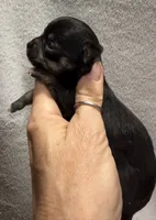 AKC Black Smoothcoat, a male Chihuahua for sale in Meadville, PA – 1 of 5