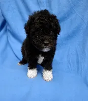 Shadow - AKC Registered, a male Poodle - Toy  for sale in Bonaire, GA – 2 of 3