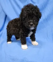 Shadow - AKC Registered, a male Poodle - Toy  for sale in Bonaire, GA – 3 of 3