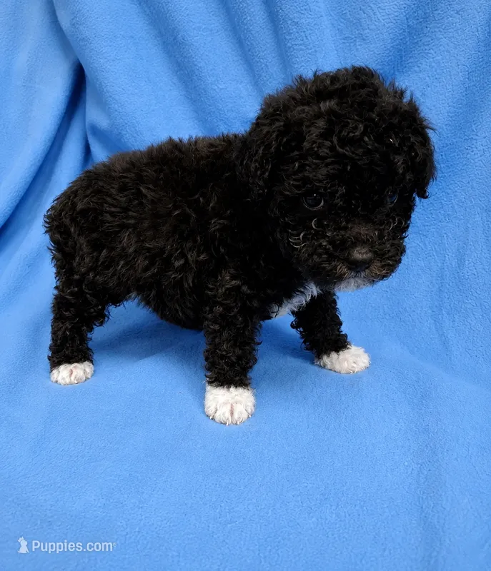 Shadow - AKC Registered – Poodle - Toy  puppy for sale in Bonaire, GA