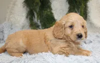 F1B Mini Male #5, a male Miniature Goldendoodle for sale in Orlando, FL – 4 of 4