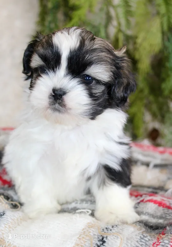 Shihtzu Male #1