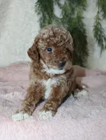 Mini Poodle Female #1, a female Poodle - Miniature  for sale in Orlando, FL – 2 of 3