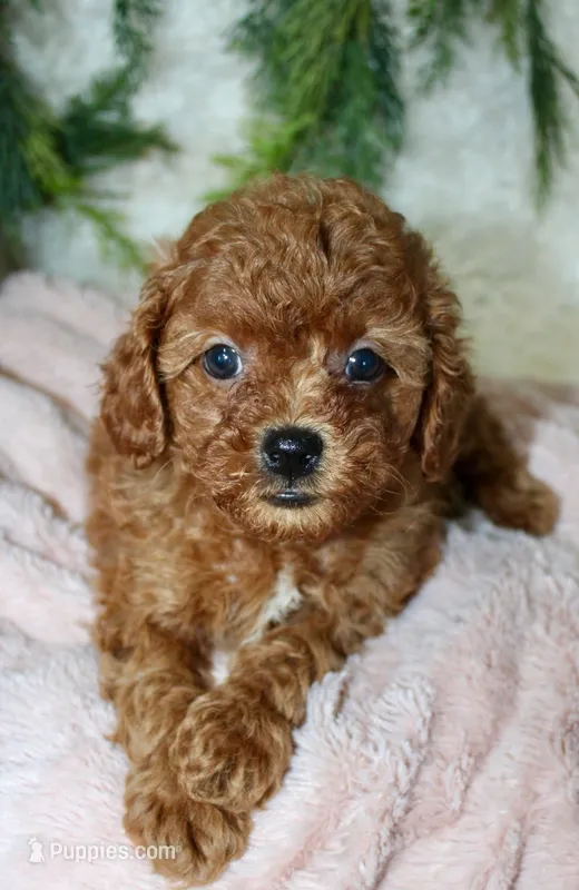 Cavapoo Female #3 – Cavapoo puppy for sale in Orlando, FL