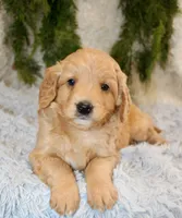 F1B Mini Male #5, a male Miniature Goldendoodle for sale in Orlando, FL – 3 of 4