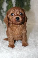 F1B Cavapoo Male #4, a male Cavapoo for sale in Orlando, FL – 4 of 4