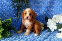 Cavapoo Male #1 - Younger litter , a male Cavapoo for sale in Orlando, FL – Photo 1 of 2