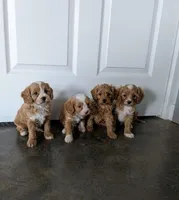 Cavapoo Male #1 - Younger litter , a male Cavapoo for sale in Orlando, FL – Photo 2 of 2