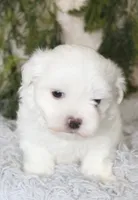 Male Maltese #1, a male Maltese for sale in Orlando, FL – 4 of 4