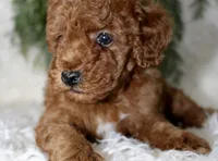 Mini Poodle Male #4, a male Poodle - Miniature  for sale in Orlando, FL – 4 of 4