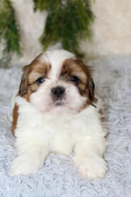 Male Shihtzu #3 – Shih Tzu puppy for sale in Orlando, FL