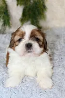 Male Shihtzu #3, a male Shih Tzu for sale in Orlando, FL – 1 of 6