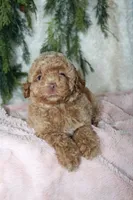 Toy Poodle Female , a female Poodle - Toy  for sale in Orlando, FL – 2 of 4