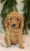 F1B Mini Female #3, a female Miniature Goldendoodle for sale in Orlando, FL – 3 of 4