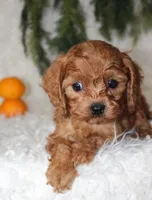 F1B Cavapoo Male #5, a male Cavapoo for sale in Orlando, FL – 3 of 3