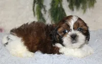 Shihtzu Male #3, a male Shih Tzu for sale in Orlando, FL – 3 of 3