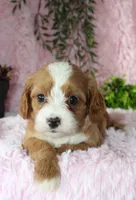 Cavapoo Female #5, a female Cavapoo for sale in Orlando, FL – 4 of 5