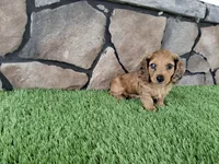 Mini Dachshund Male #1, a male Miniature Dachshund for sale in Orlando, FL – 1 of 10