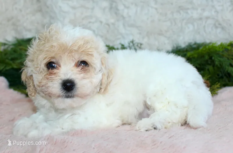 Bichpoo Female #3, a female Poochon for sale in Orlando, FL – Photo 1 of 3