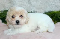 Bichpoo Female #3, a female Poochon for sale in Orlando, FL – Photo 1 of 3