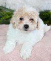 Bichpoo Female #3, a female Poochon for sale in Orlando, FL – Photo 3 of 3