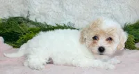 Bichpoo Female #3, a female Poochon for sale in Orlando, FL – Photo 2 of 3