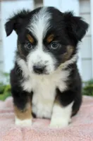 Female Mini Aussie #1, a female Miniature American Shepherd for sale in Orlando, FL – 2 of 4