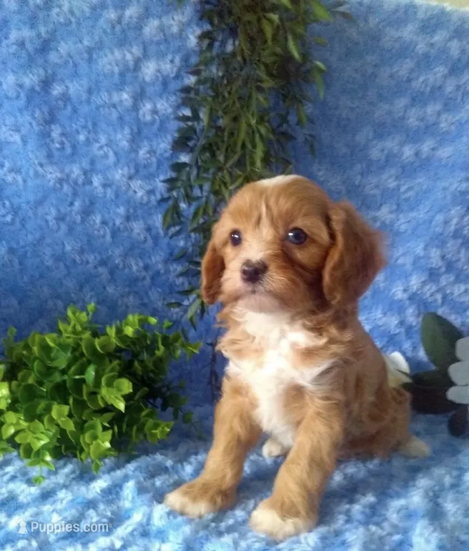 Cavapoo Male #2 - Younger litter  – Cavapoo puppy for sale in Orlando, FL