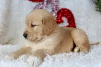 AKC Golden Retriever Female #2, a female Golden Retriever for sale in Orlando, FL – Photo 5 of 9