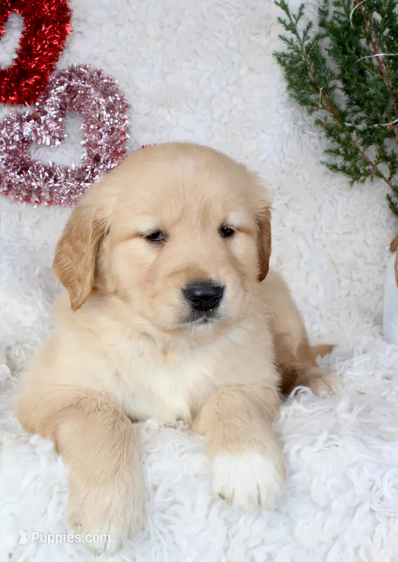 AKC Golden Retriever Female #2