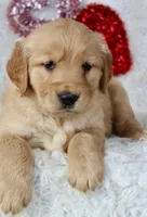 AKC Golden Retriever Female #1, a female Golden Retriever for sale in Orlando, FL – Photo 3 of 9