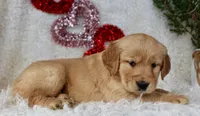 AKC Golden Retriever Female #1, a female Golden Retriever for sale in Orlando, FL – Photo 4 of 9