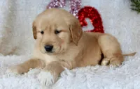 AKC Golden Retriever Female #2, a female Golden Retriever for sale in Orlando, FL – Photo 2 of 9