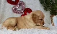 AKC Golden Retriever Female #1, a female Golden Retriever for sale in Orlando, FL – Photo 5 of 9
