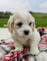 Cavachon Male #3, a male Cavachon for sale in Orlando, FL – Photo 2 of 4