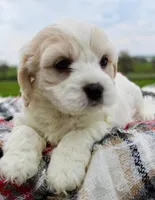 Cavachon Male #3, a male Cavachon for sale in Orlando, FL – Photo 4 of 4