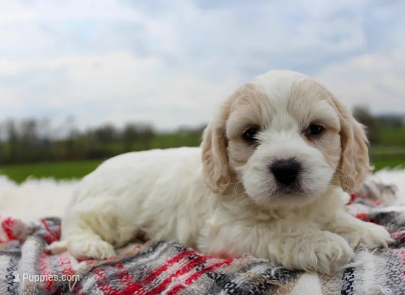 Cavachon Male #3, a male Cavachon for sale in Orlando, FL – Photo 1 of 4