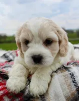 Cavachon Male #3, a male Cavachon for sale in Orlando, FL – Photo 3 of 4